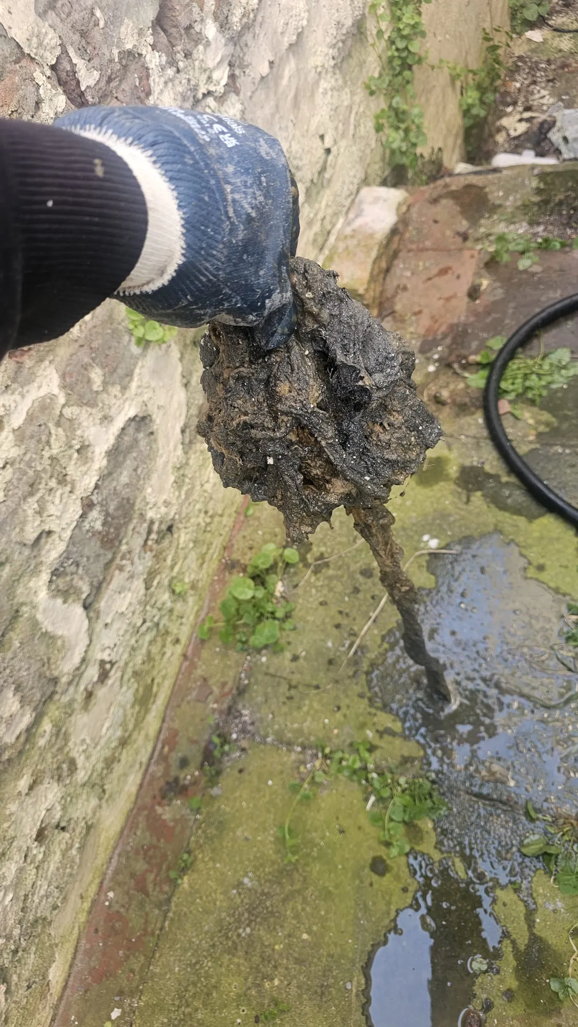 Close-up of a large drain blockage held by a gloved hand.