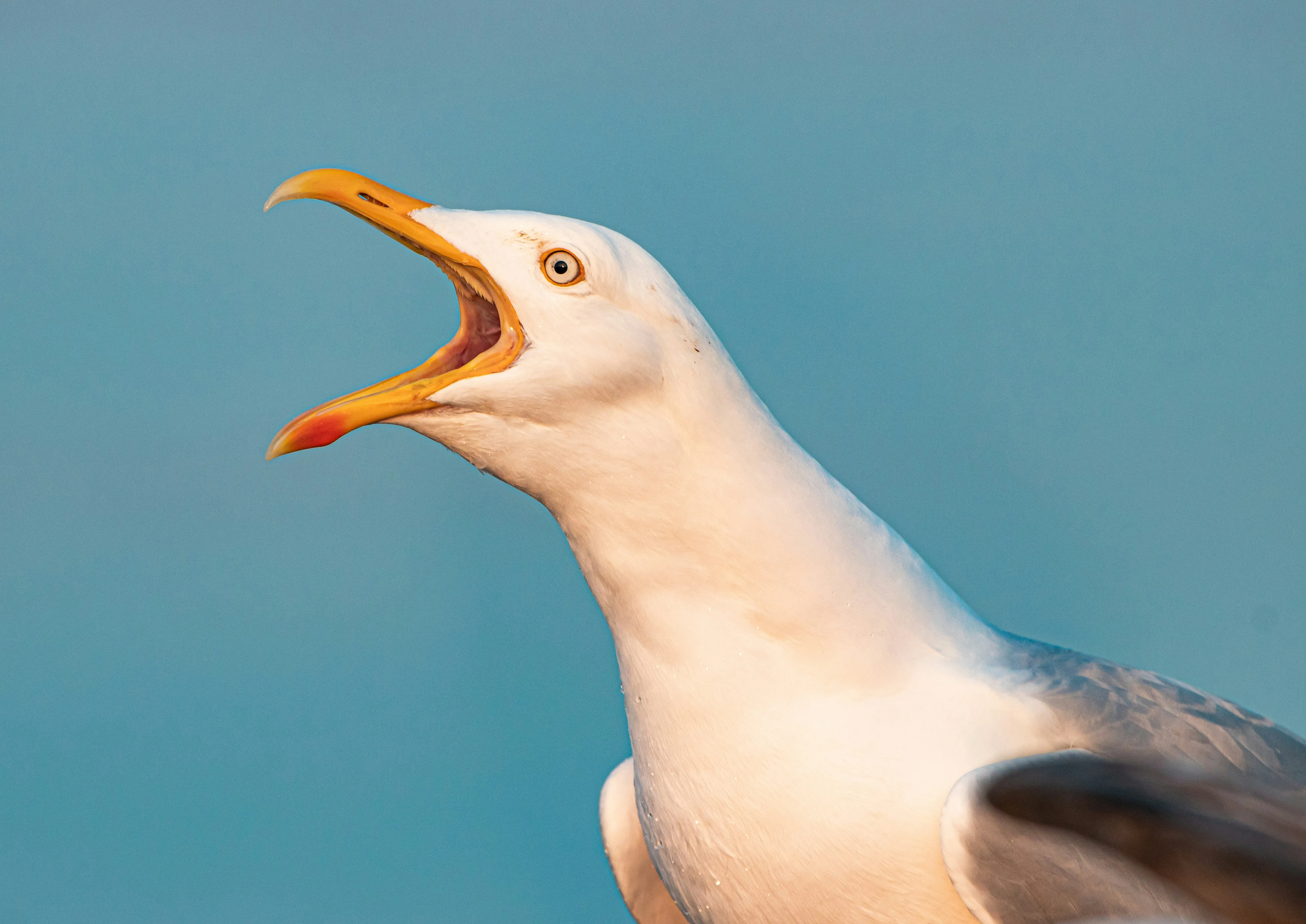 A close-up of a squawking seagull, representing nuisance bird control services.