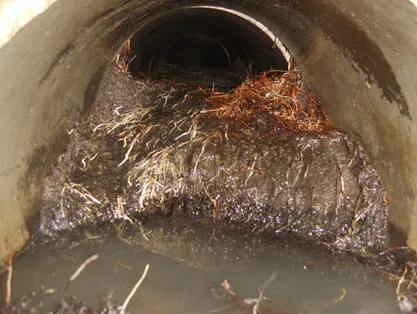 Severely blocked drain pipe with extensive tree root ingress and standing water, indicating a major drainage issue.