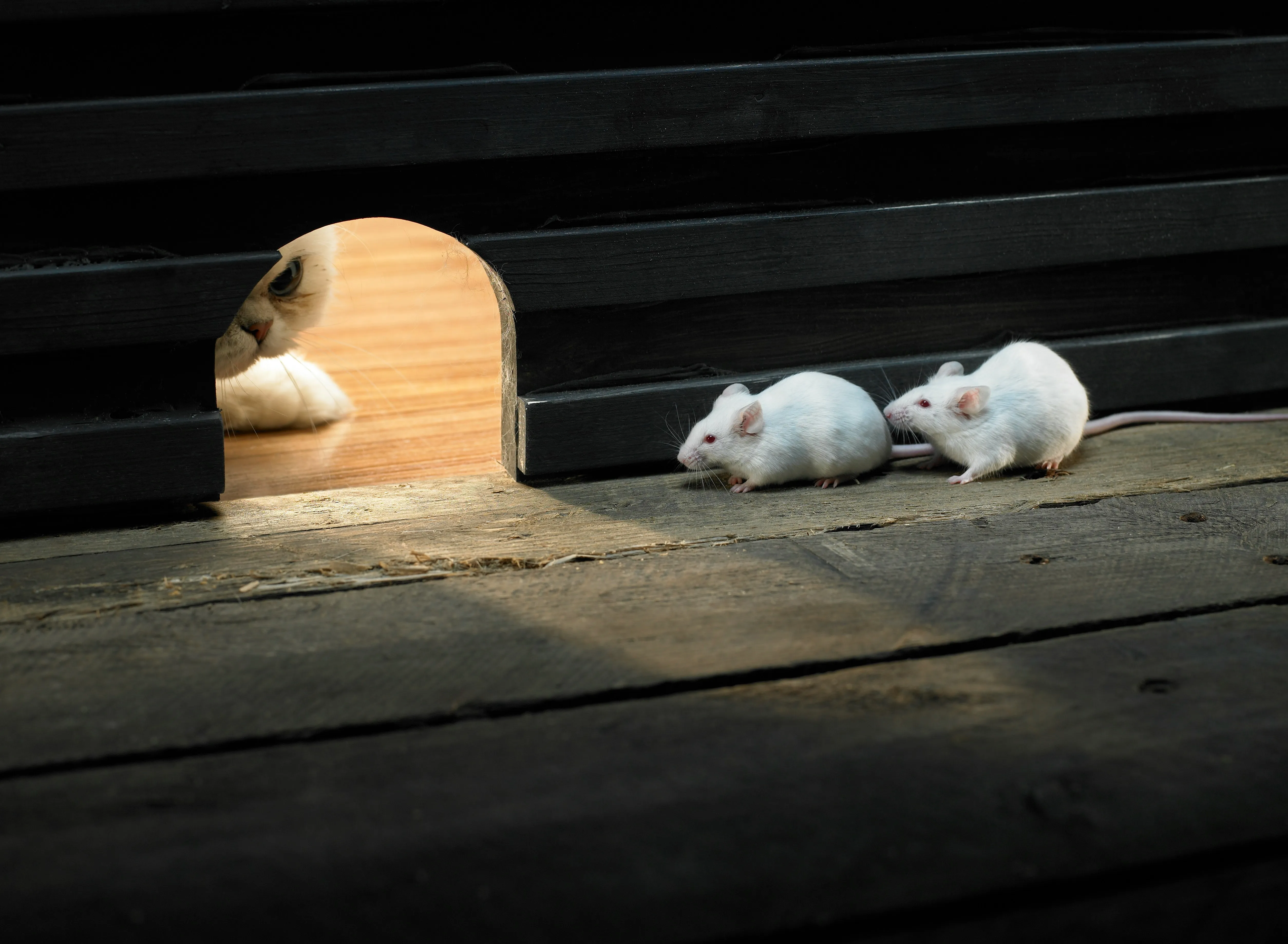 Two white mice on a dark floor with a cat's eye visible in the background, hinting at a pest problem.