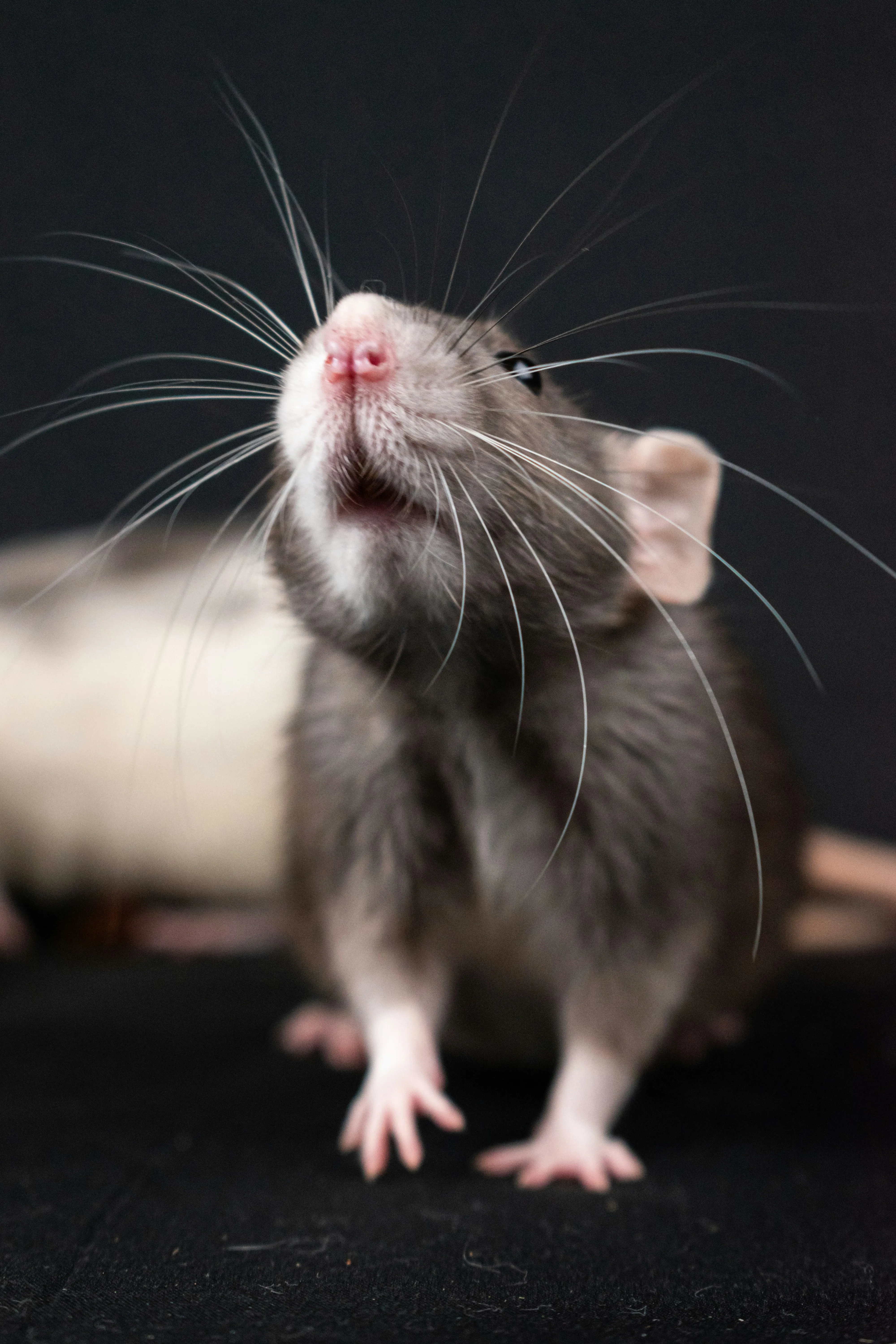 Close-up of a rat, a common pest in homes and businesses across Devon and Cornwall, highlighting its inquisitive nature and whiskers.