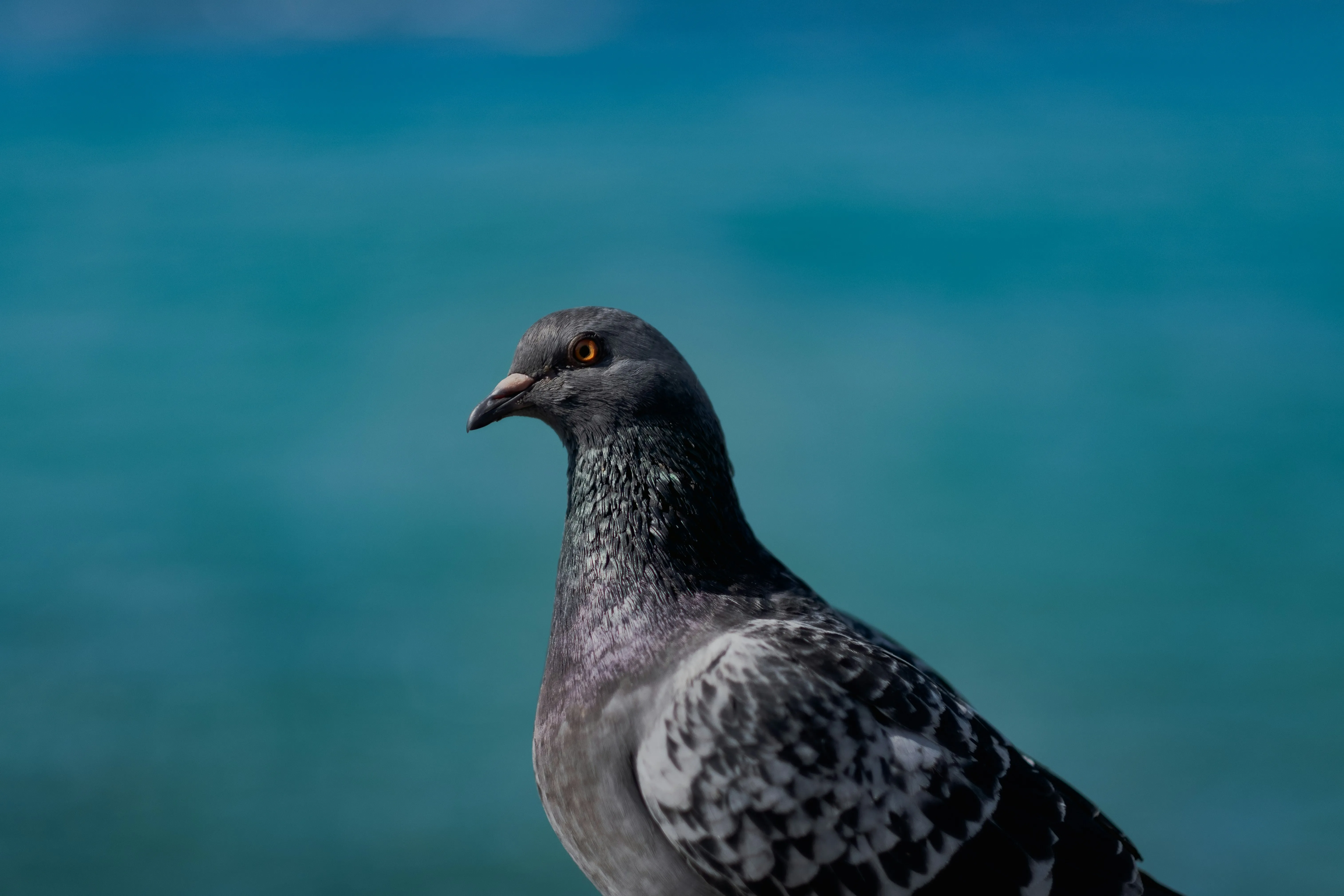 A close-up of a grey pigeon, a common urban bird often requiring professional control and proofing.