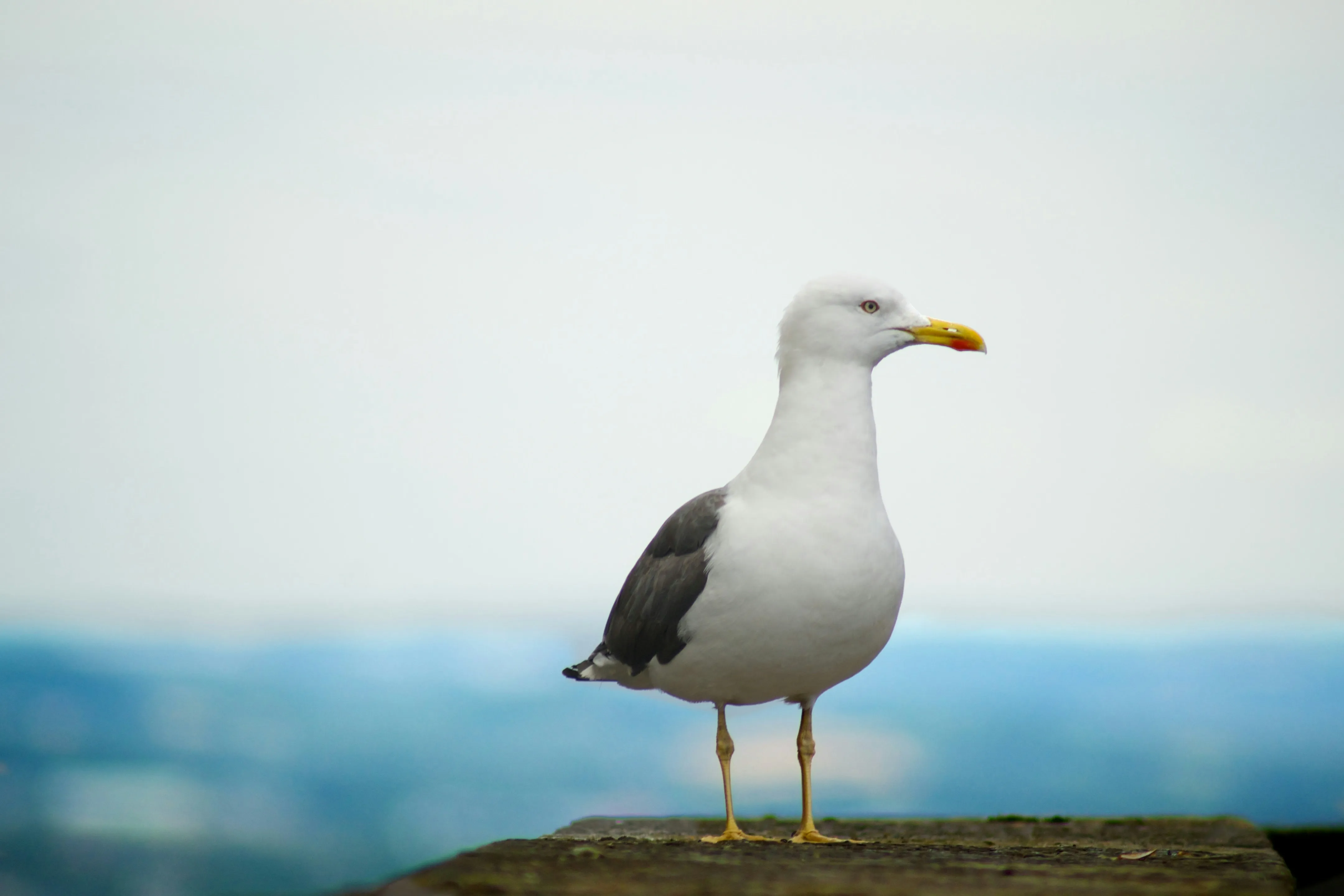 A seagull perched on a stone wall with a blurred sky and blue background.