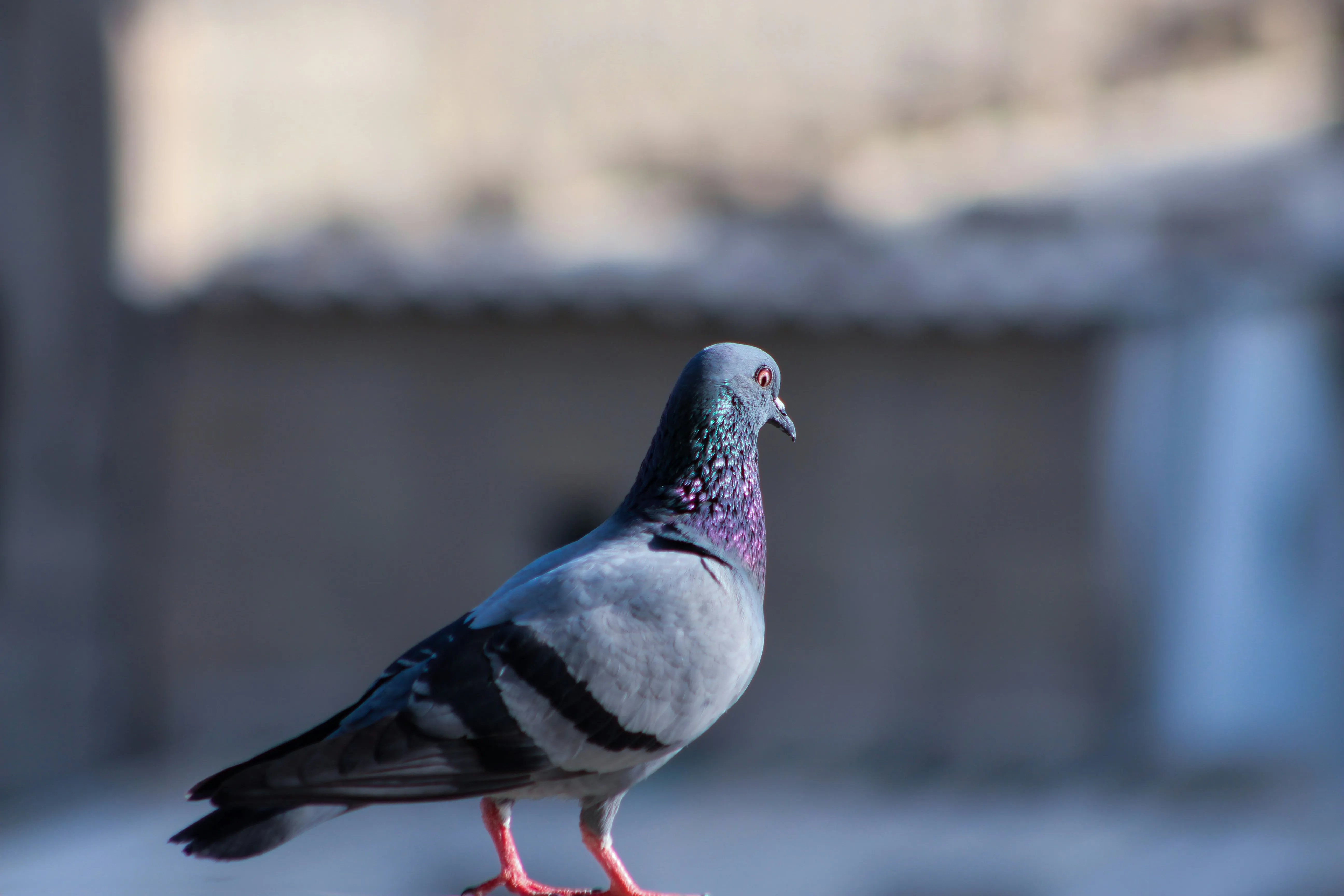 A pigeon standing, representing common bird pests that require professional control.