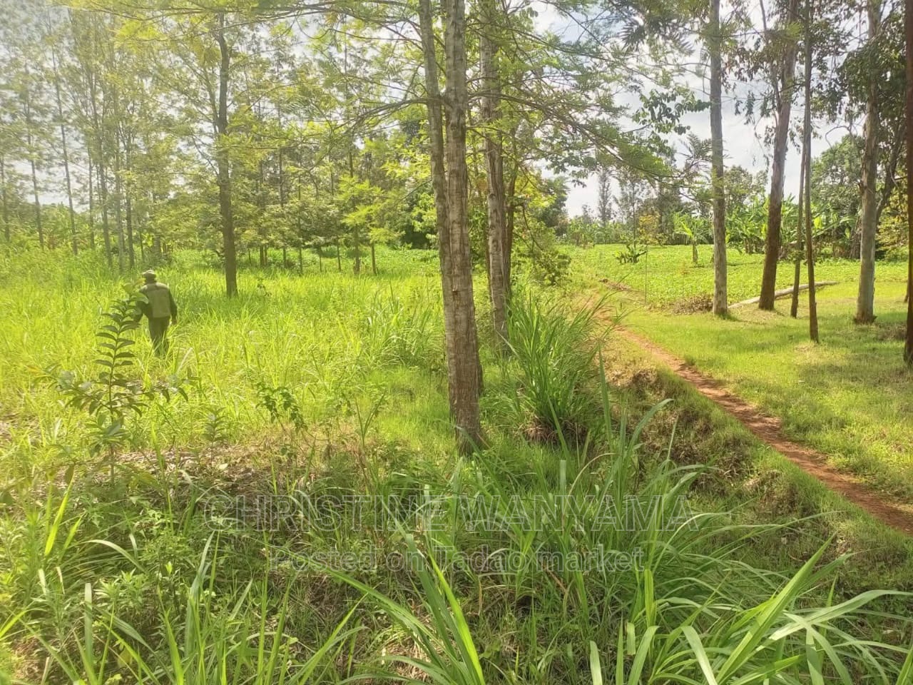 Mixed Land for sale 2