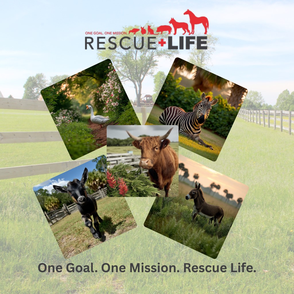 Rescue Life Sanctuary 