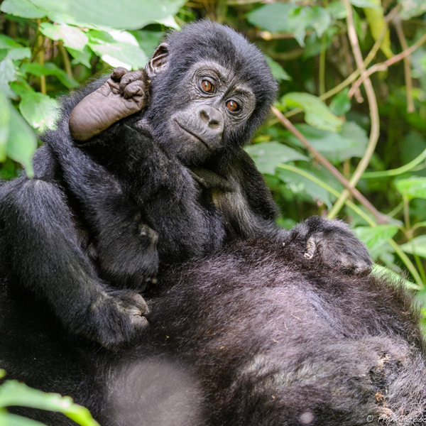 Gorilla Trekking Safaris Uganda Rwanda