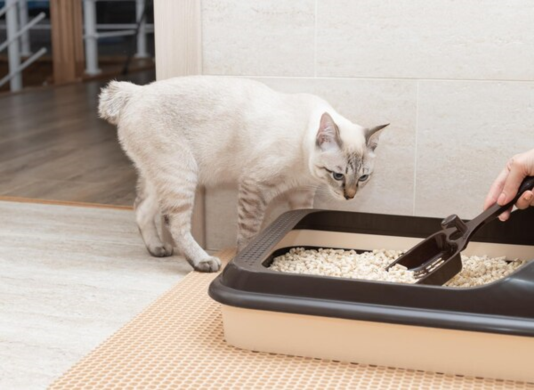 A Short Guide to Clumping Cat Litter: Main Benefits, Types and Options