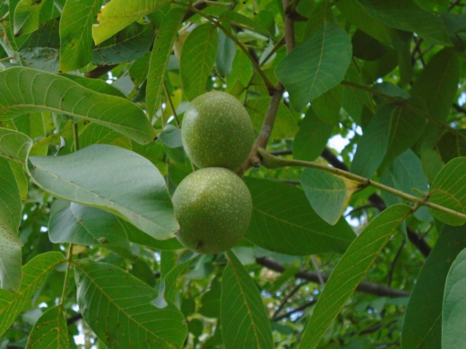 Bare Root Trees and Shrubs Now Shipping