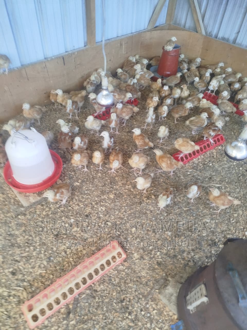 Poultry Farming Services 2