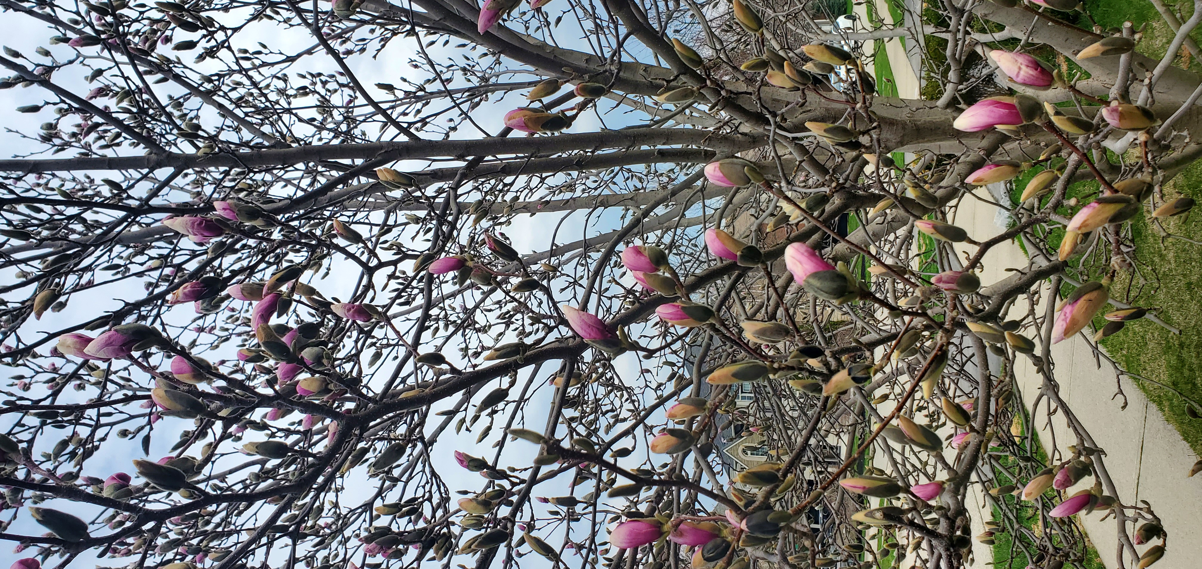 Tree2