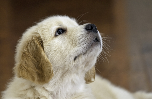 Why Should You Purchase a Puppy Pen? 