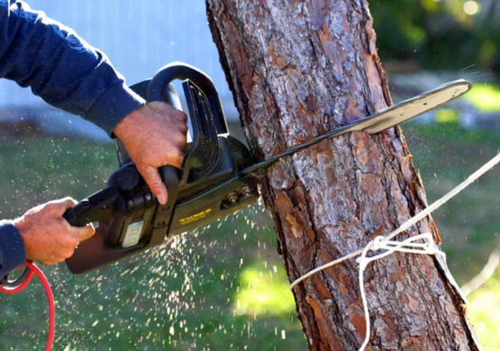 Emergency Tree Removal: What to Do After a Storm