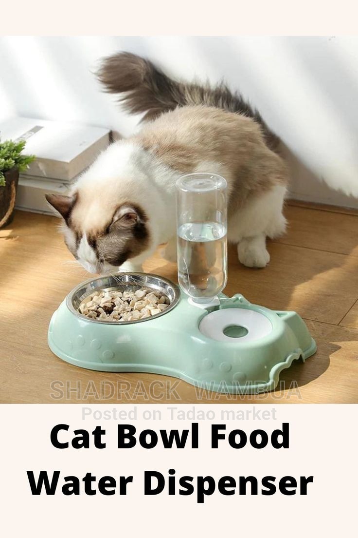 Cat Bowl Food 3