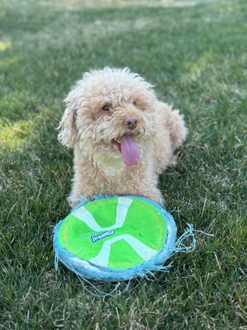My dog
