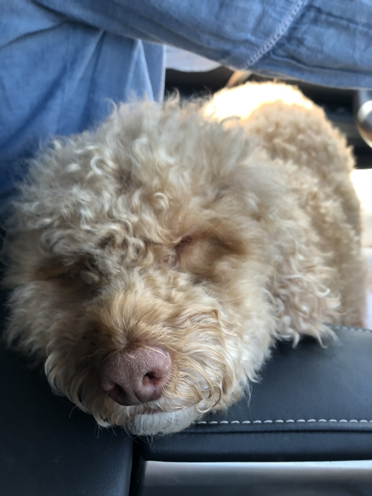 My dog