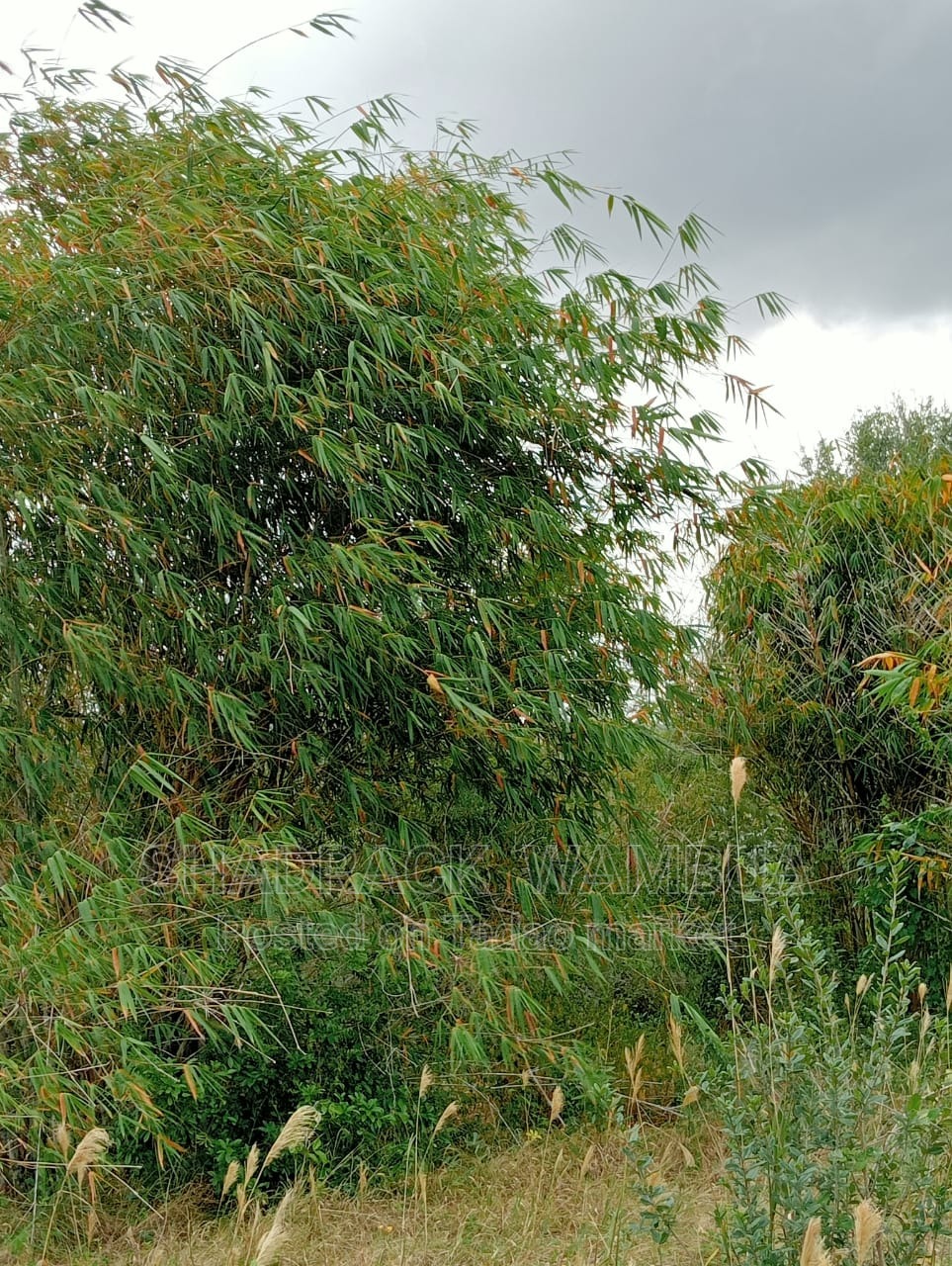 Bamboo farm for sale 2