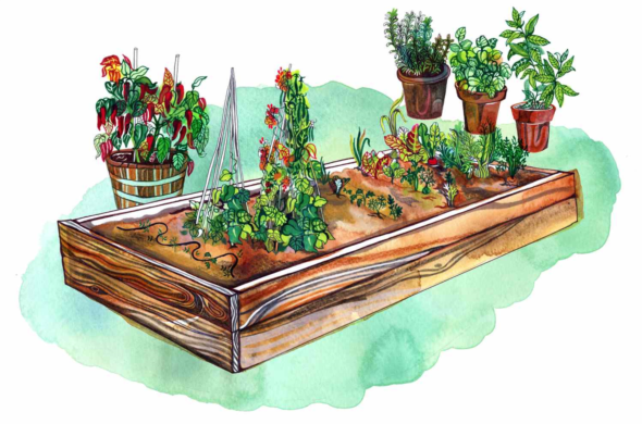 Planning Your Vegetable Garden Design for Different Climates