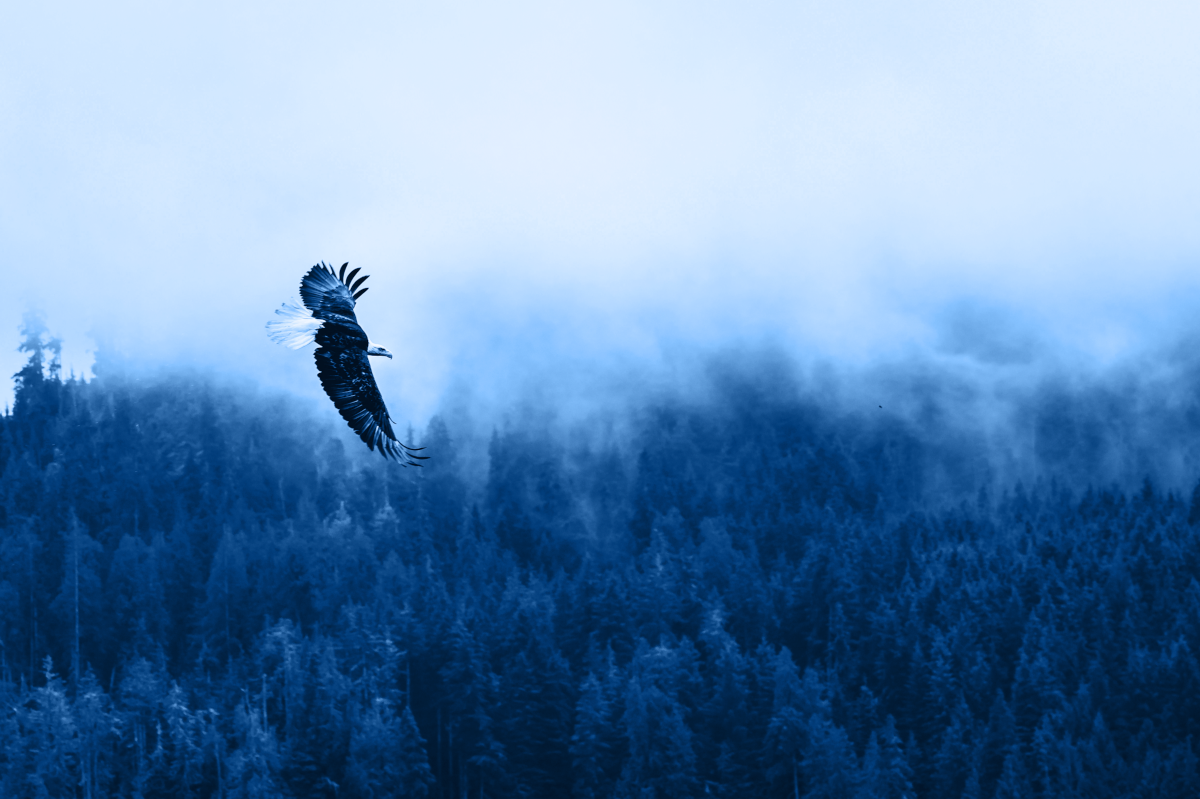 eagle flying over forest