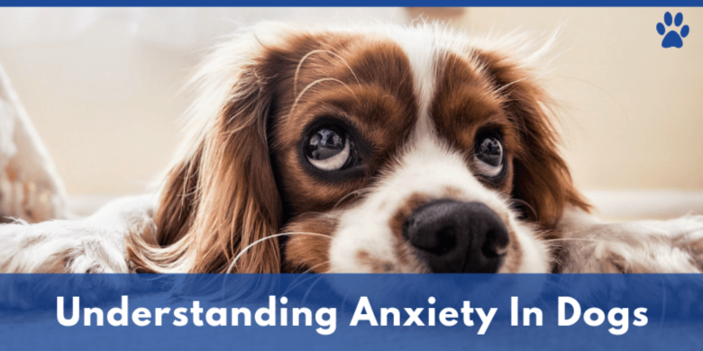 All Anxiety Solutions for Dogs | Anxiety In Dogs