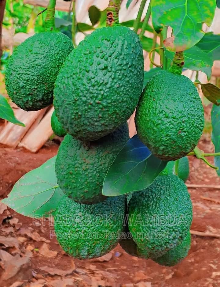Quality Avocado Fruit Trees 2
