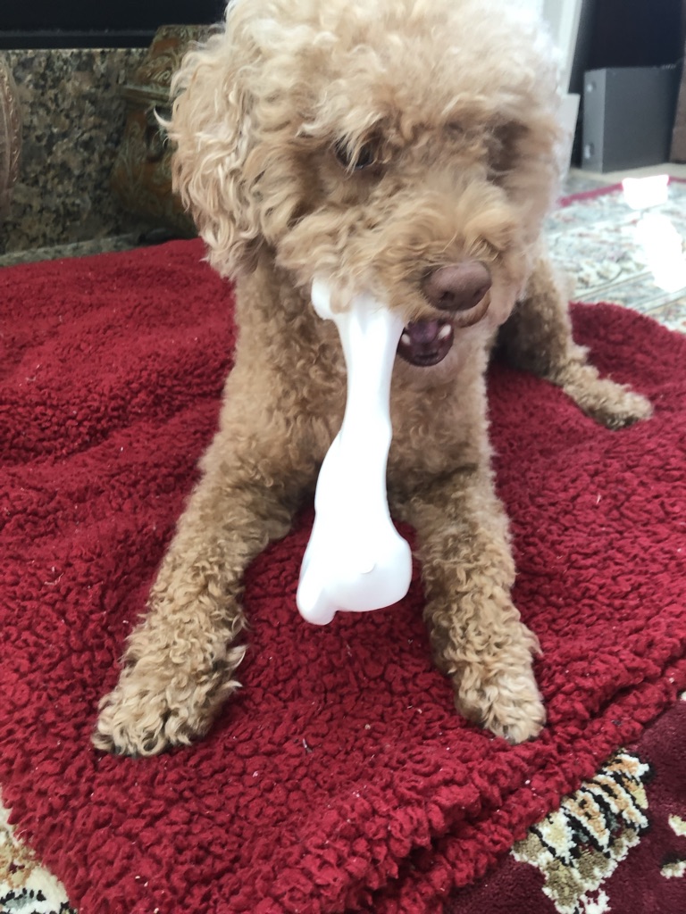 My dog