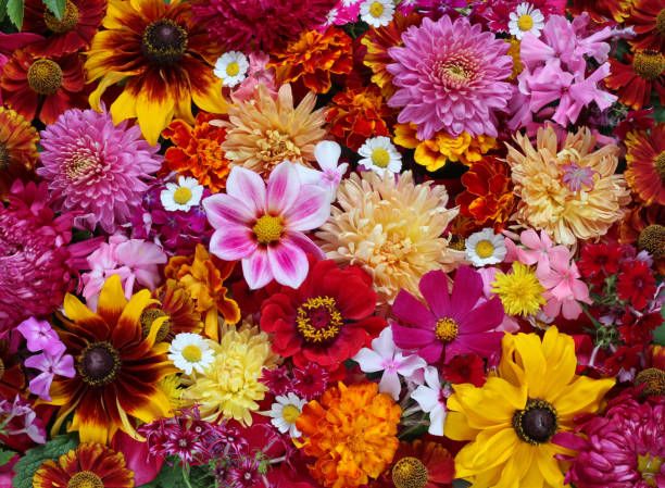 Colourful chrysanthemum bouquet
