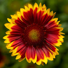 Flower for test