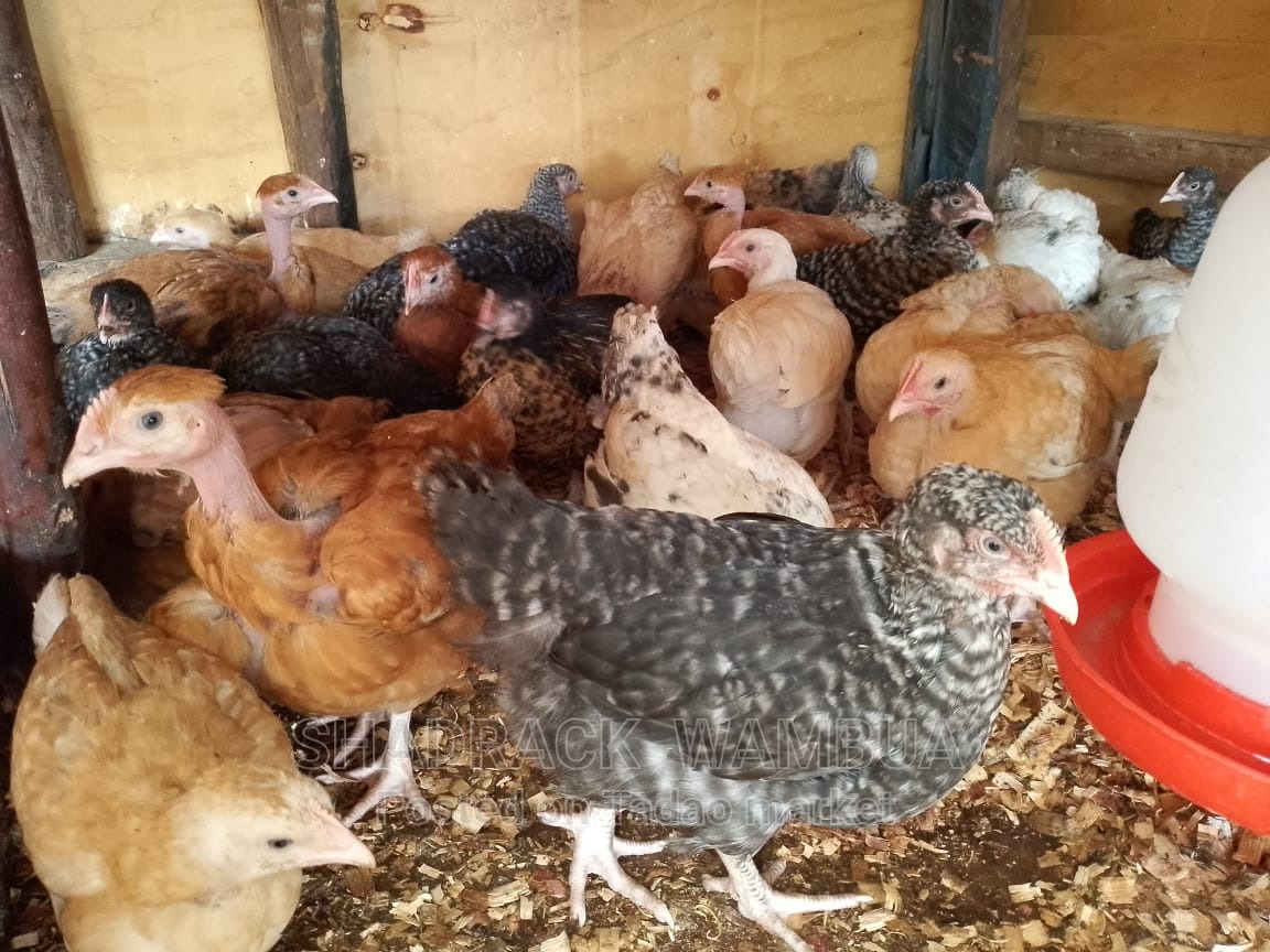 5.5 Weeks Kienyeji chick 3