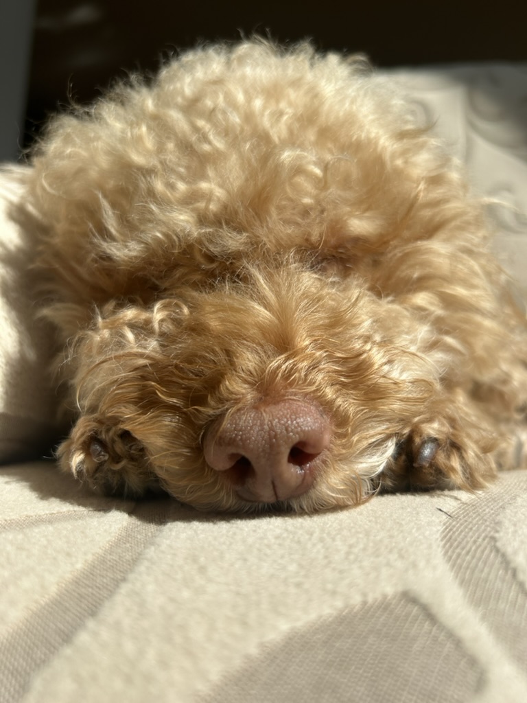 My dog