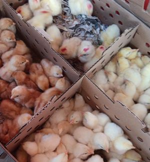 Gallus gallus domesticus