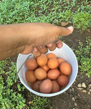 Eggers (layers) female chicks