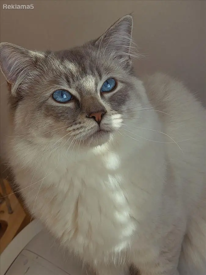 Ексклузивни Ragdoll мачиња од шампионска линија