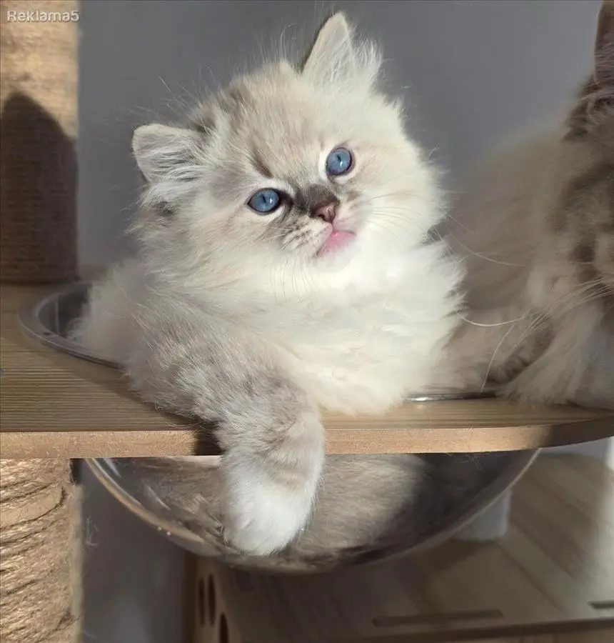 Ексклузивни Ragdoll мачиња од шампионска линија