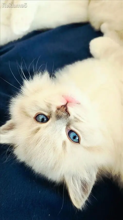 Ексклузивни Ragdoll мачиња од шампионска линија