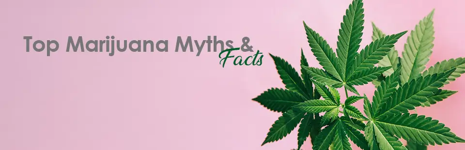 Top Marijuana Myths & Facts