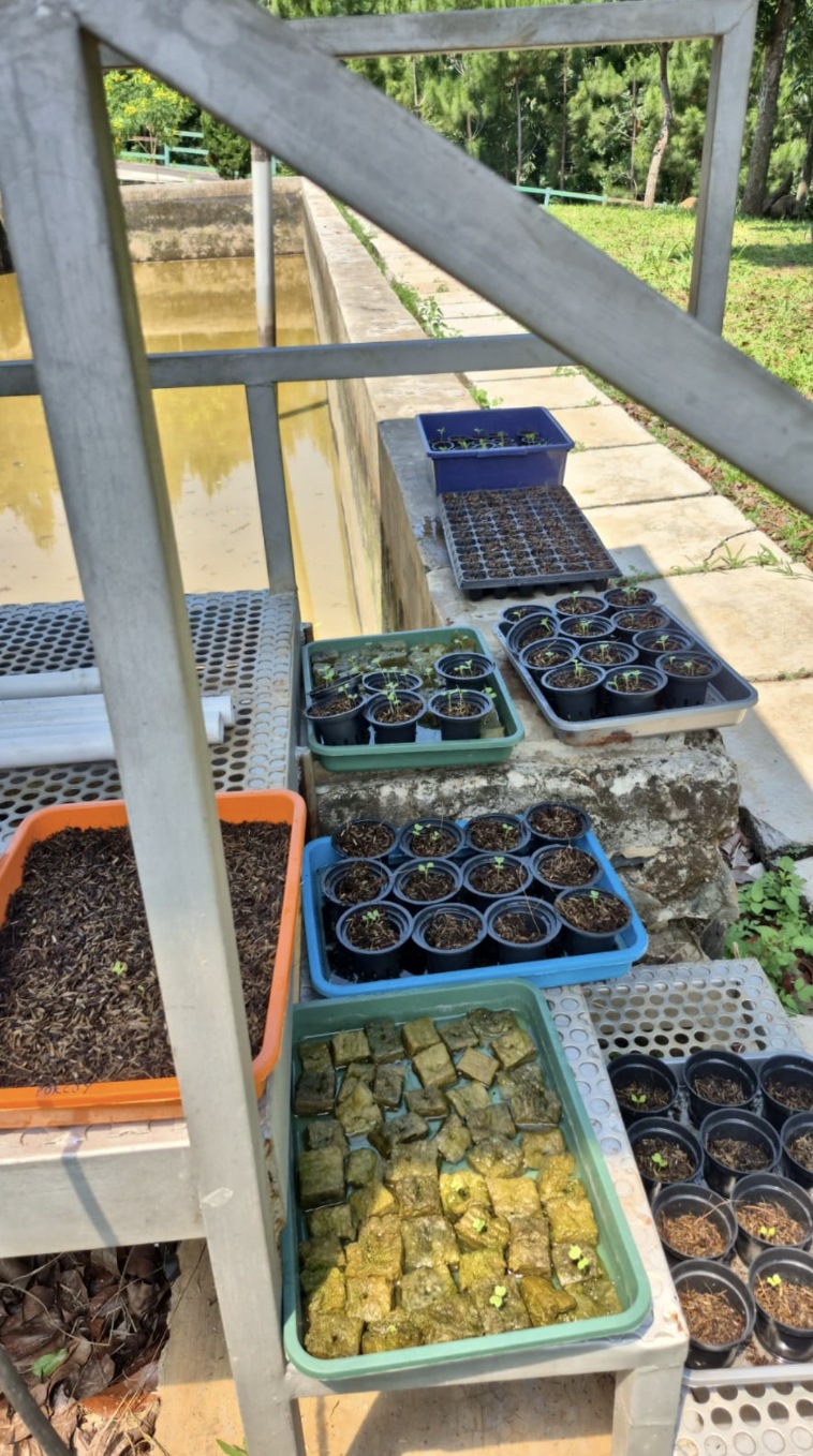 Seedling trials