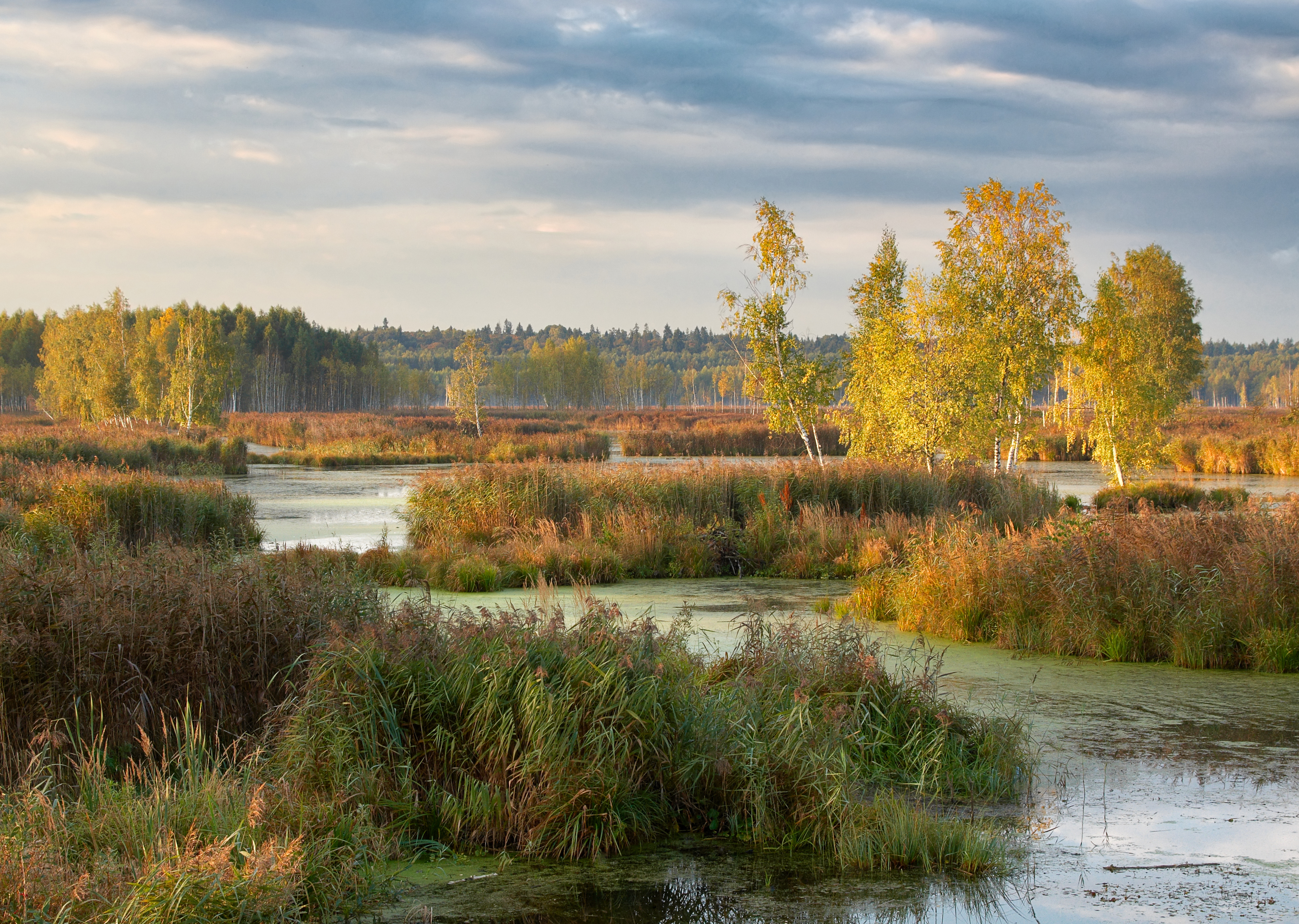 National Park Elk Island
Лосиный остров