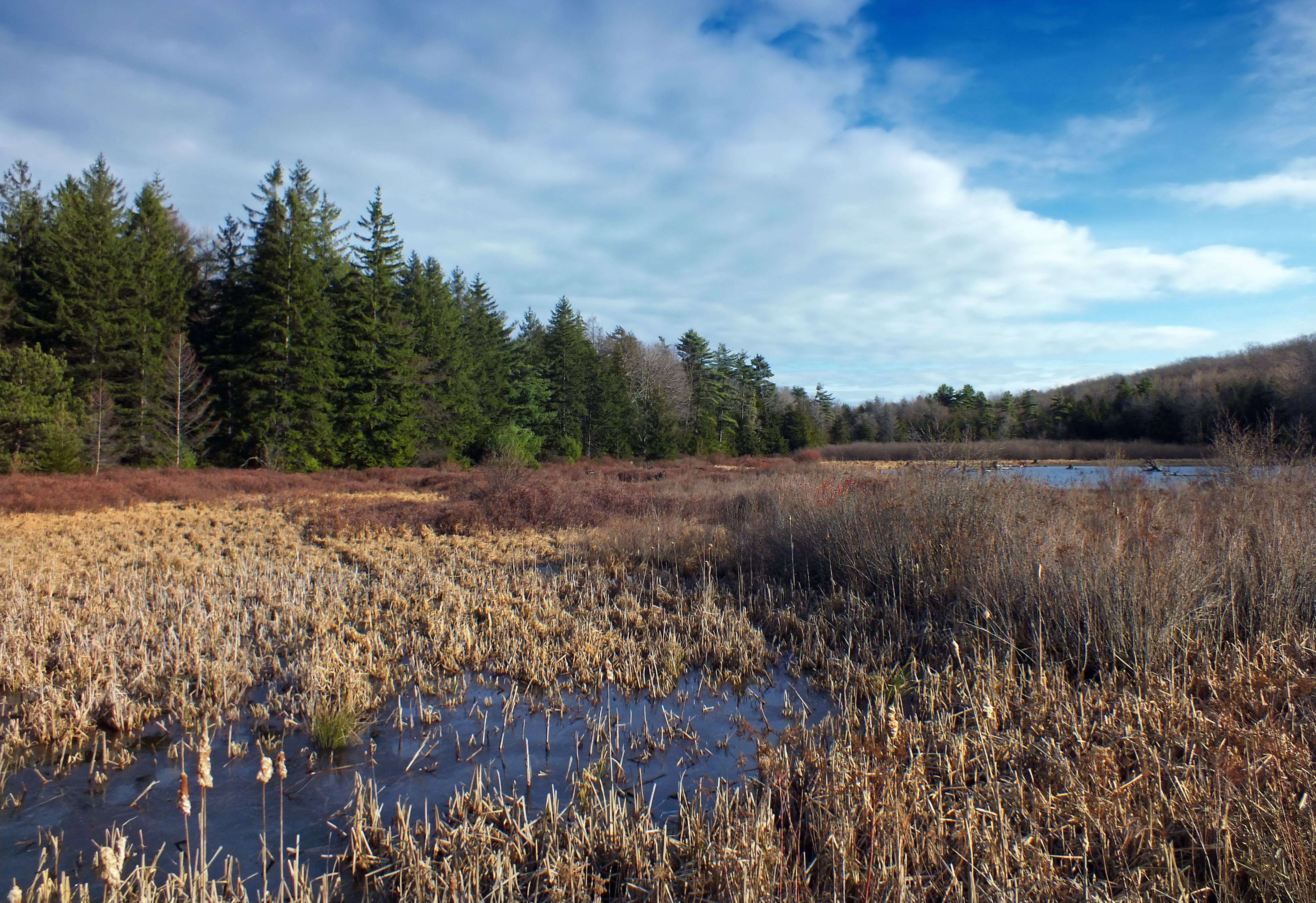 Black Moshannon