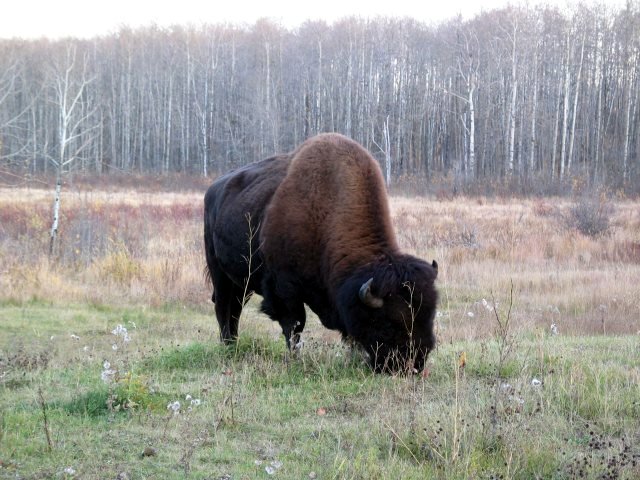 Elk Island National Park