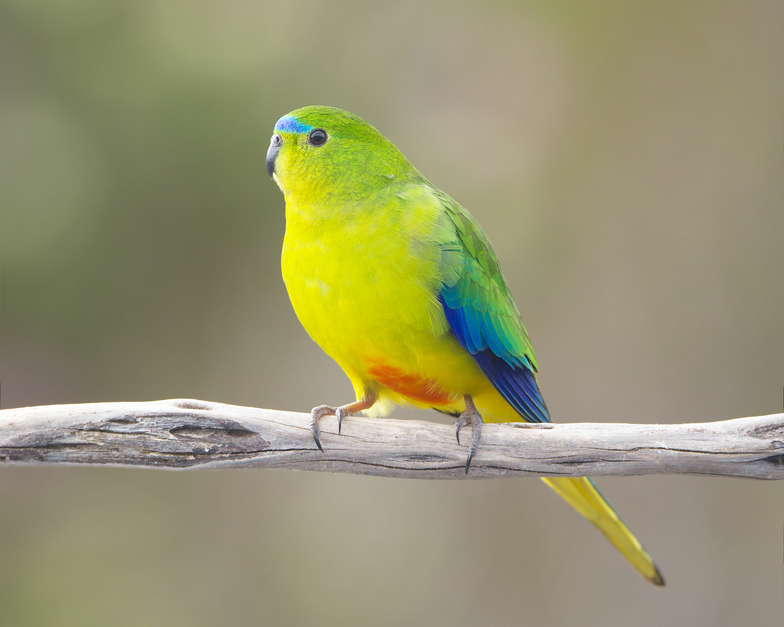 Hunter Island (Tasmania)