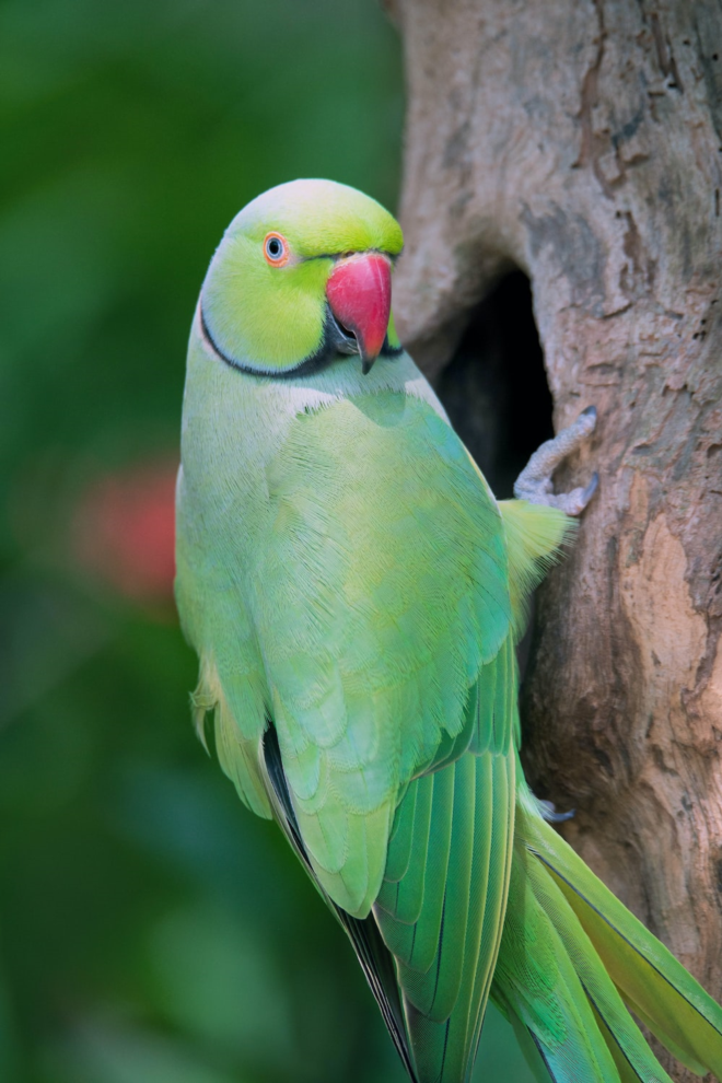 Indian Parrot