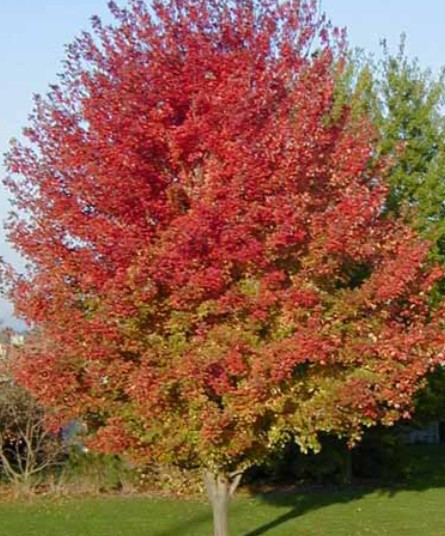 Enhancing Garden Aesthetics with Japanese Maples
