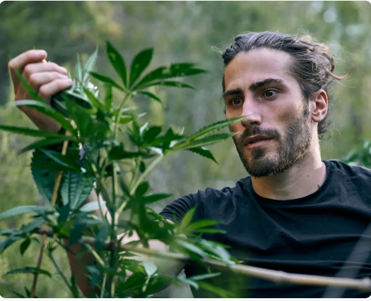 Marijuana-THC Awareness Program in Indiana