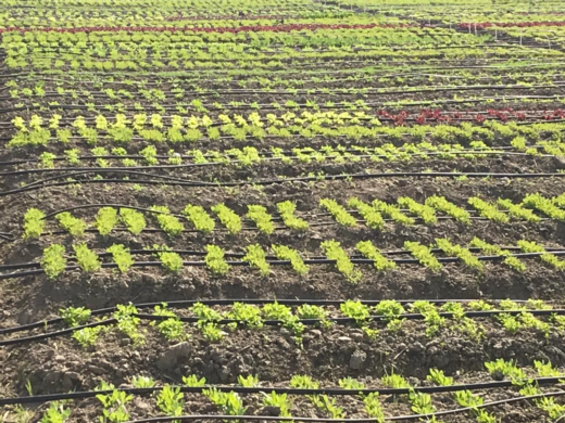 Top 10 Benefits of Organic Farming for the Environment and Consumers