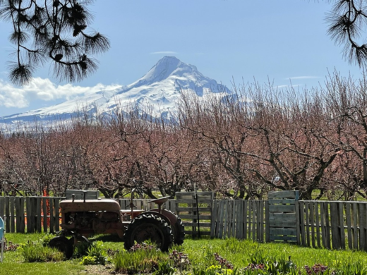 Embark on Mt Hood Wine Waterfall Tour for an Exhilarating Experience