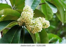 Classification of Indian Trees
