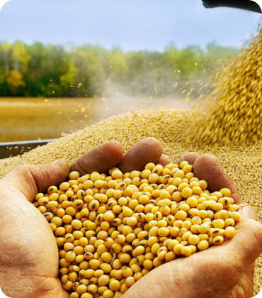 The Growing Demand for High-Quality Lecithin 