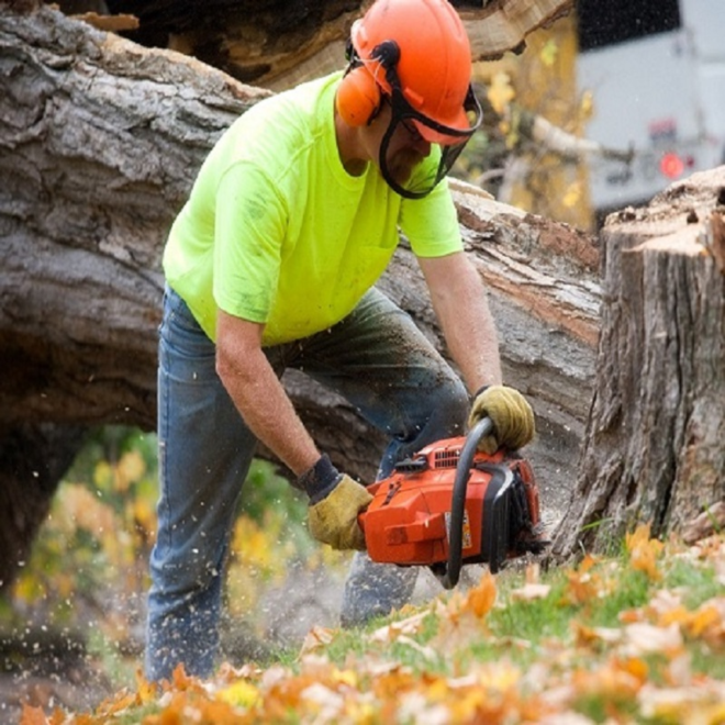 Tree Service in Venice