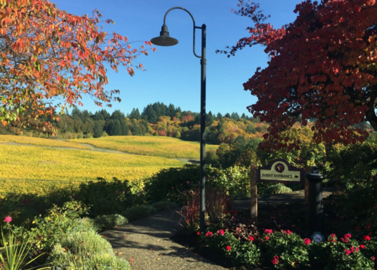 Unveiling the Magic of Willamette Valley Wine Tours